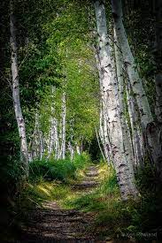 Birch Path Forest Path National Parks Acadia National Park