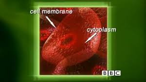 The image the animal and plant cell displayed on the background are the ones that must be labeled correctly on your test read this article and complete the activity and test at the bottom of the page ( small blue words). Bbc Bitesize Ks3 Biology Parts Of Plant And Animal Cells Youtube