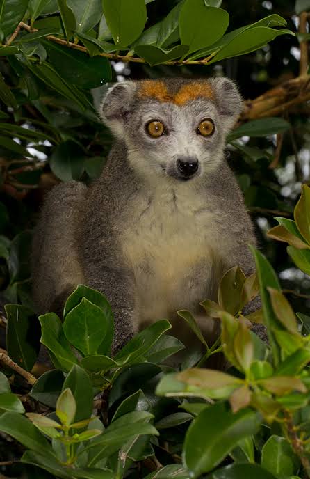 The smallest among true lemurs: Crowned lemurs - MADAMAGAZINE