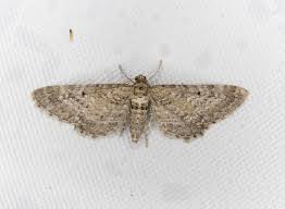 Image result for Eupithecia lanceata