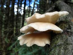 Maybe you would like to learn more about one of these? Guide To Identifying Tree Fungus And The 3 Most Common Types Earthpedia Earth Com