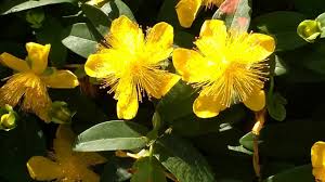 Se vuoi trovare velocemente le pagine inerenti un determinato argomento come ad esempio iperico calicino utilizza il seguente motore di ricerca Hypericum Calycinum Medicinal Plant Youtube