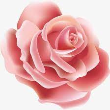 Vector Single Roses Png And Vector Wallpaper Nature Flowers Rose Flower Png Flower Phone Wallpaper