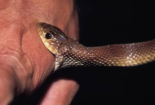 Snake Bite Protocol: First Aid & Safety Guidelines