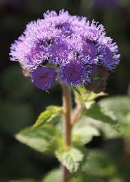 Ageratum Amazing Flowers Purple Flowers Flower Guide
