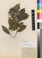 Image result for Baissea viridiflora