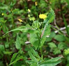 Image result for Sonchus oleraceus