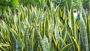 Pokok lidah jin/ snake plant. Biar Betul Pusat Racun Negara Kata Pokok Lidah Jin Beracun Kitareporters Semua Boleh Jadi Reporter