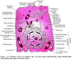 Maybe you would like to learn more about one of these? Which Components Form The Structure Of The Plasma Membrane A Plus Topper