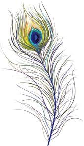 peacock feathers png free peacock feathers png transparent images 42853 pngio peacock feathers png transparent images