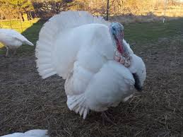 White Birds That Look Like Turkeys Midget White Turkeys A Heritage Breed Turkey Hardy Birds We Free Range Our Turkeys Around The Farm In The Pa Livestock Guardian Dog Heritage Breeds Breeds