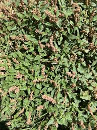 Image result for Amaranthus deflexus