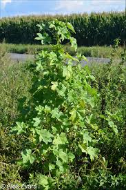 Image result for Malva verticillata