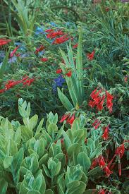 The bed is tightly planted to achieve the carefree abundance typical of cottage gardens. Rock Garden Primer Finegardening