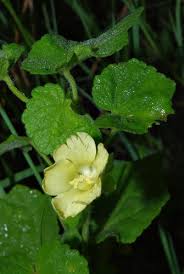 Image result for Pavonia burchellii
