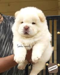 Chow chow pictures | dogs. Chow Chow Puppies For Sale In Bangalore Bangalore Zamroo
