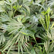 Image result for Actiniopteris