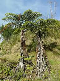 Image result for Cyathula polycephala