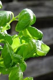 Pin Op Potager