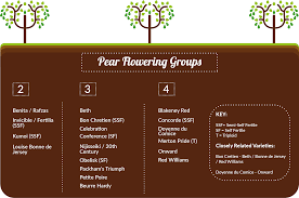 Pollination of fruits and nuts b. Pear Tree Pollination Guide Primrose Blog