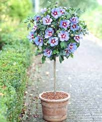 Large Rare Blue Hibiscus Flowers Large Beautiful Blue Flowers With A Purple X2f Red Hibiscus Tree Rose Of Sharon Tree Rose Of Sharon