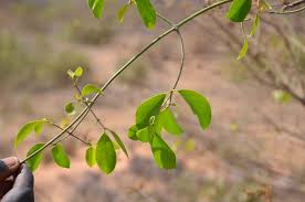 Image result for Commiphora africana