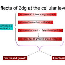 The cell survival curves shown in fig. Pdf Finding A Role For 2 Deoxyglucose In Cancer Treatment