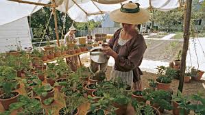For christmas, try fresh poinsettias this year and see what a difference it makes. Colonial Williamsburg Serves Up The Past So You Can Try A Taste Of History Wamu