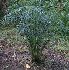Image result for Cyperus zollingeri