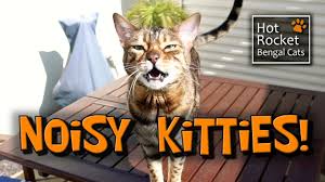 Excessive meowing at night is the most common symptom, along with listlessness and uncoordinated movement. Meowing Chirping Yowling Noisy Bengal Cats Talking Youtube