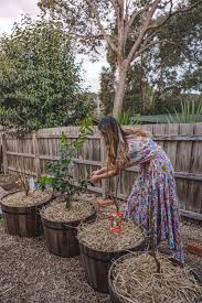 (the south and pacific northwest would be fine for planting at this time of year.) How To Grow Fruit Trees In Containers Connie And Luna