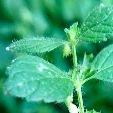 Moreover, this is a plant from the mint family and i find its higher benefit in settling digestion over anxiety. Lemon Balm Vs Catnip Identification Bplant Org