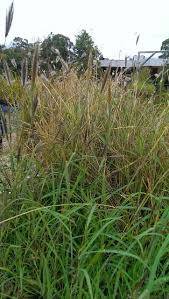 Image result for Dichanthium sericeum