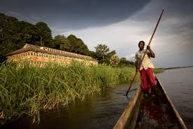 Image result for Bersama yangambiensis