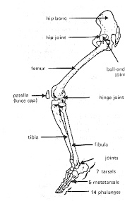 Anatomy Of Bones And Joints I General Considerations In Bones Osteology Is The Branch Of Medicine Conc Bone And Joint Anatomy Anatomy And Physiology