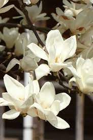 Pin By Zadia Tirto On Cicek Magnolia Flower Dried Flower Bouquet Beautiful Flowers