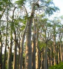 Kami menjual bibit ikan gabus berkualitas dengan harga murah dan kami mengutamakan kualitas yang kami jual karena bibit yang berkualitas menjadi salah satu faktor penentu keberhasilan panen gabus. Surabaya Archives Jual Bibit Tanaman Unggul