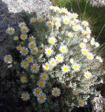 Image result for Helichrysum maranguense