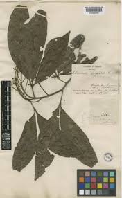 Image result for Allophylus congolanus