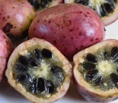 Image result for Landolphia cuneifolia