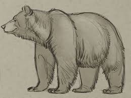 Learn How To Draw A Bear From A Pro Boys Life Magazine Bear Drawing Grizzly Bear Drawing Bear Sketch