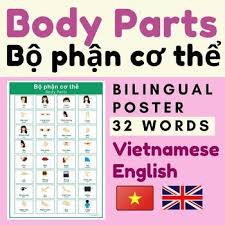 It also works well with pictures or words in their open textbooks. Vietnamese Body Parts Poster Body Parts Vietnamese English Vocabulary