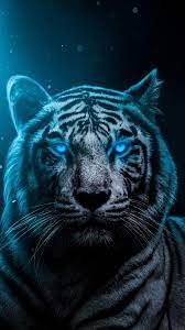 Blue Eyes Lion Iphone Wallpaper Tiger Wallpaper Tiger Spirit Animal Wild Animal Wallpaper