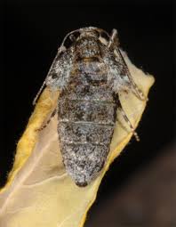 Image result for Operophtera brumata