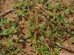 Image result for Gisekia