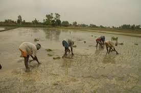 Heavy rain in UP: Paddy farmers in east happy, while vegetable farmers in west suffer huge losses