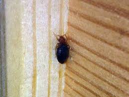 Štěnice domácí (cimex lectularius, linnaeus, 1758) (také zvaná štěnice postelní, anglicky bed bug) je druh polokřídlého hmyzu, jenž se živí primárně lidskou krví. Stenice Domaci Profesionalni Hubeni