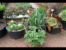 Kitchen garden plants in hindi. Best Vegetables Grow In Containers à¤—à¤®à¤² à¤® à¤¸à¤¬ à¤œ à¤¯ à¤‰à¤— à¤¨ Youtube