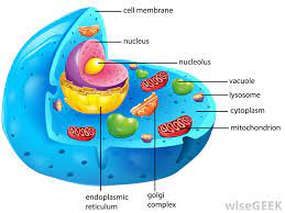 Check spelling or type a new query. What Is Membrane Potential With Pictures