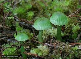 Image result for Ozoroa viridis